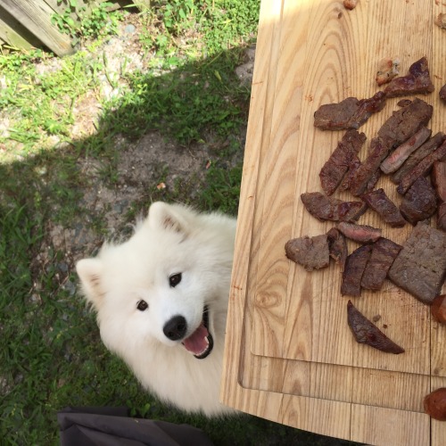 sammiethesamoyed:Let me guess… You want some steak?Puppy!!