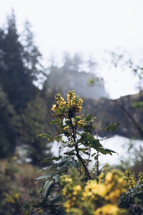 Spring in Northern California.