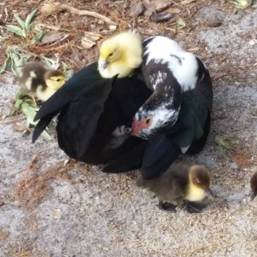 hstrong13:So #adorable #ducklings (at Lake Eola Park, Downtown Orlando, Florida)