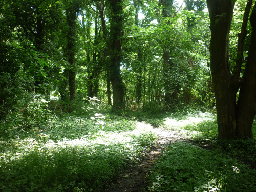 green spaces in the city along the Taff trail, Cardiff