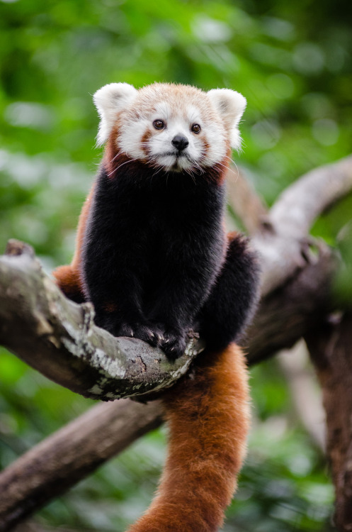 zeezoutenijs:wild-diary:Red Panda | Mathias Appel@into-the-weeds