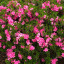 full-of-pink22