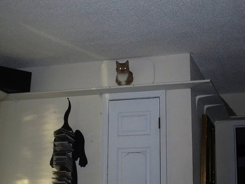 cutecatpics:We built a cat walk in our home - this is Littles peeking from one of the tunnelsI need 