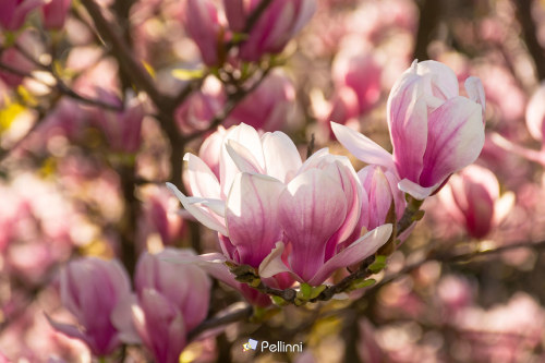 magnolia tree in blossom. fresh pink flower on the branch in spring. soft bokeh background of a garden - magnolia tree in blossom. fresh pink flower on the branch in spring. soft bokeh background of a garden #magnolia#blossom#nature#french#tree#pink#flowering#beautiful#background#plant#botany#gard