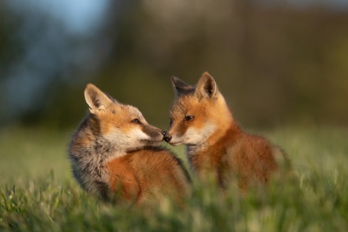 Baby fox kisses = mood improved Bombay Hook National Wildlife Refuge in Delaware protects one of the