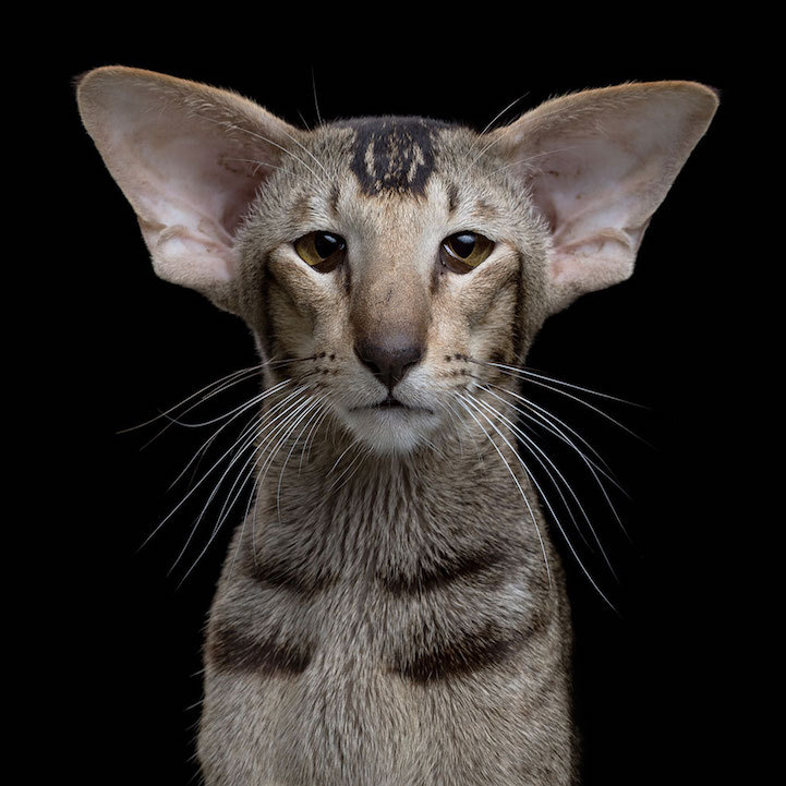 did-you-kno:  mymodernmet:Intimate Animal Portraits Capture Unique Quirks and Personalities