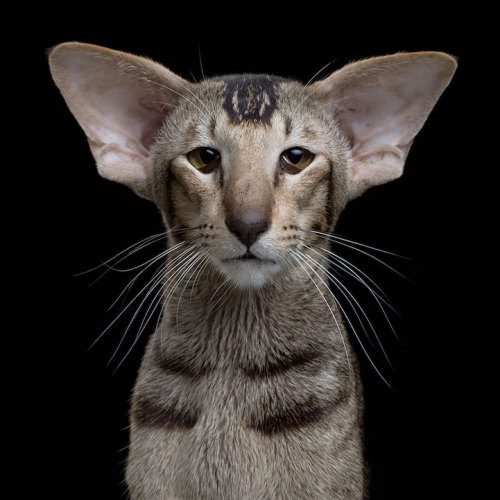 did-you-kno:  mymodernmet:Intimate Animal Portraits Capture Unique Quirks and Personalities of Cats, Dogs, and HorsesIf you took portraits of my dogs, one of them would look majestic, regal, and wise from every angle, and the other would look like an