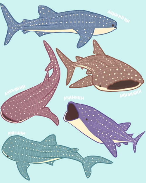 wingedwarbler:do you ever think about how whale sharks always look like they’re screaming
