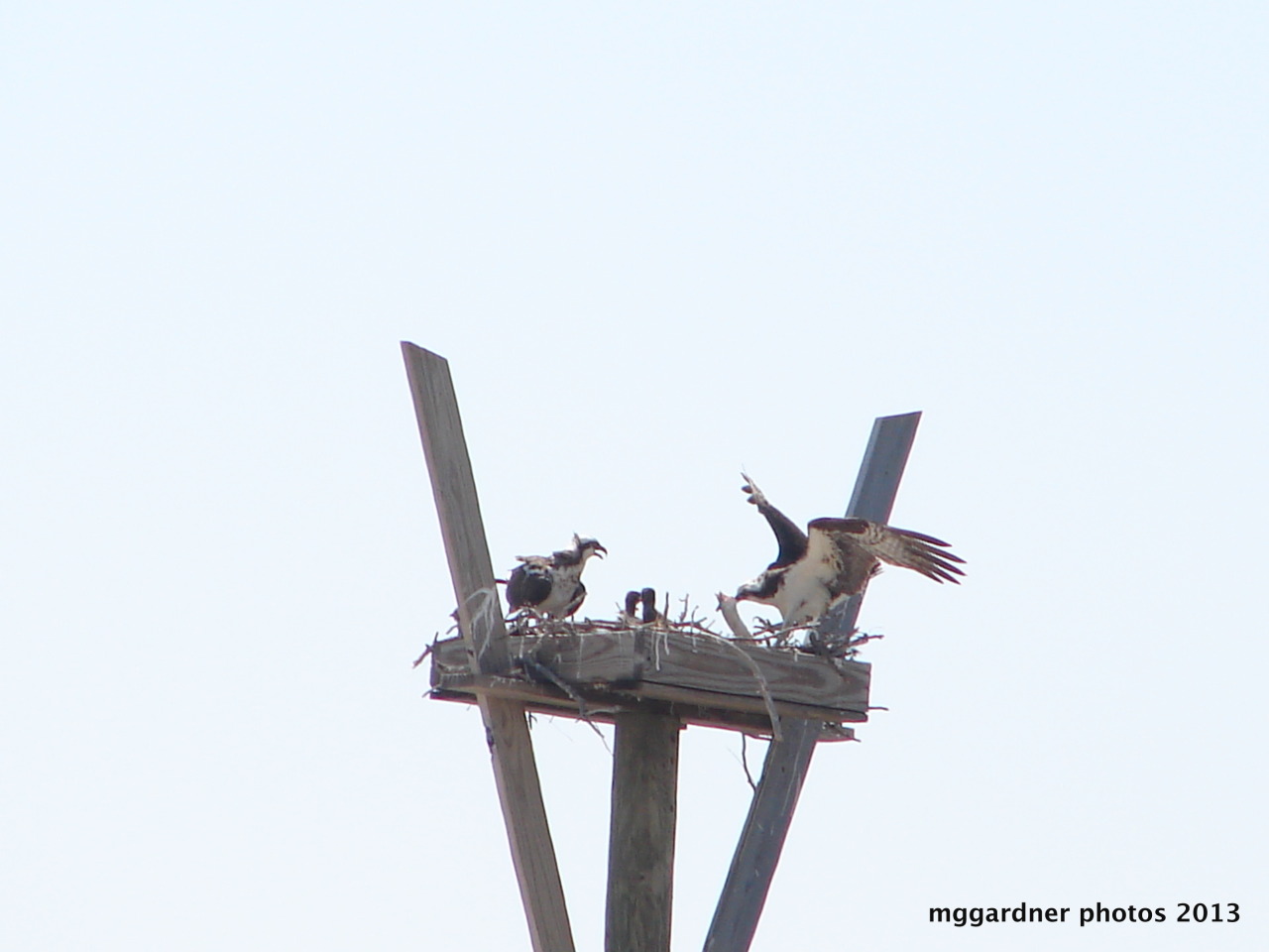 Feeding Osprey at the Audubon Bird Sanctuary on Dauphin Island, Alabama