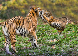 Wildlife World Zoo