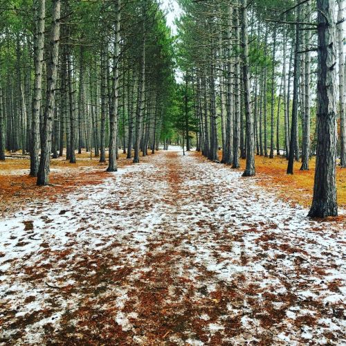 Great day to trail run! ‍♀️  #petawawaontario #explorecanada #trailrunning #running #forest #win