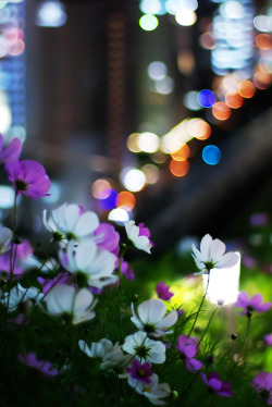 outdoormagic:  The flower which blooms in the sky by Hideki Kawabata