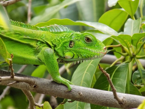 culturallywild: Baby iguana in my tree.  Copyright 2015 Troy De Chi. All rights reserved.