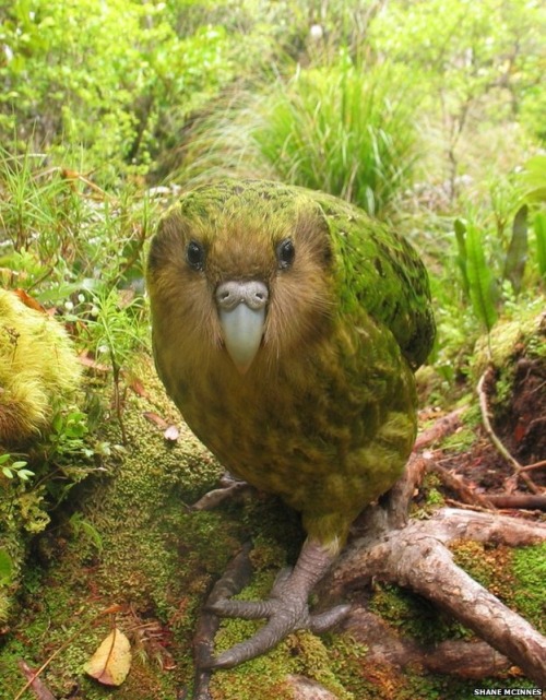 fullmetal-ravioli:The kakapo is a critically endangered species of large, flightless, nocturnal, gro