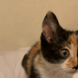 I'm Madly In Love With A CAT???????