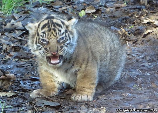 frederick-the-ii:  ladywiltshire:  fourteen–steps:  highkey-potato:  retroasgardian:  wartortles:  el tigre es pequeño y gordo  EL TIGRE ES PEQUEÑO Y GORDO   EL TIGRE ES PEQUEÑO Y GORDO  First of all, it’s not nice to take pictures without sourcing