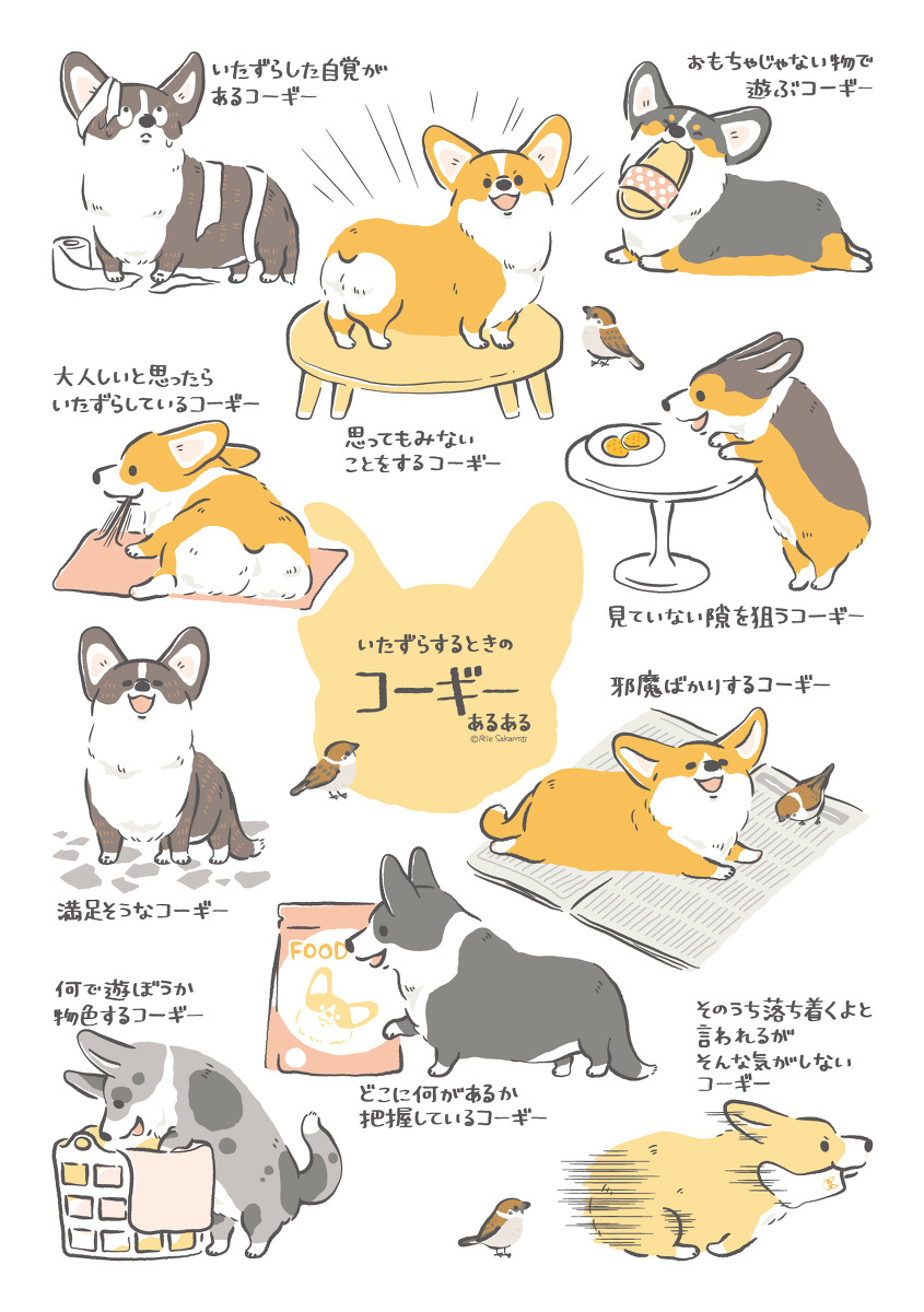 ★ 【サカモトリエ】 「
corgis 」 ☆ 
✔ republished w/permission 
⊳
⊳
follow me
on instagram