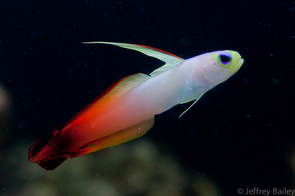 opisthokonta:  Firefish Goby (by jprime84) Nemateleotris magnifica 