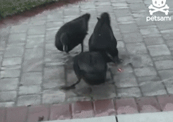 epicjohndoe:  Cats Are Not The Only Ones, Ducks Do It Too