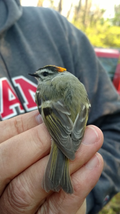 Bird banding begins for the spring!For 6 ‘seasons’- spring and fall- I have helped out at a migrator