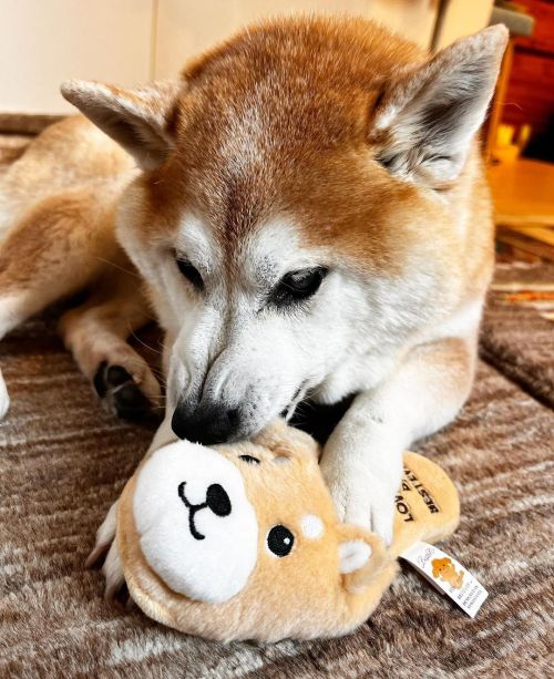 * Omg Please go easy on me he said . . 仲良くしてね #shiba#shibainu#glaucomadog#dogislove#uni#unihalo#柴犬うに