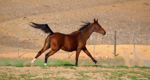 the-golden-paw: mylittlehony: All her flags flying. I see your small Arabian and give you: My small…