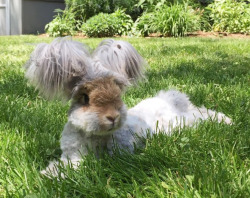 boygirlparty:  mothernaturenetwork:  Meet Wally, the adorable rabbit with ‘pigtails’This English Angora rabbit is stealing hearts and taking over Instagram with his unforgettably furry ears.  glam