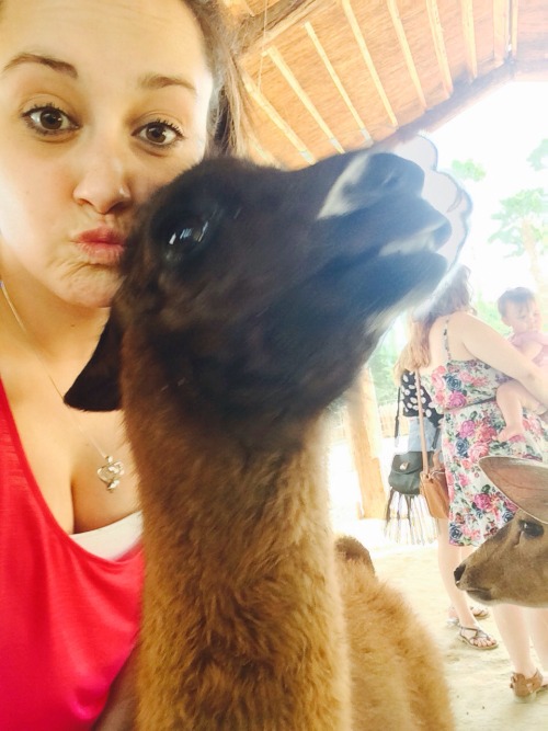 alicia-excelsior:So my sister went to the zoo yesterday and apparently the petting zoo has really ph