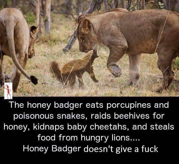 Run With The Hunted