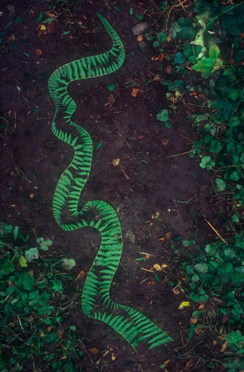 Andy Goldsworthy (British, b. 1956, Cheshire, England) - 1: Serpentine Tree Roots  2: Carefully Brok