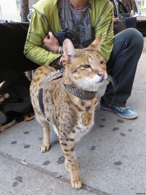 travelwedo:Guy walking his savannah cat in Brooklyn like it’s no big deal. I hope my fascination wit