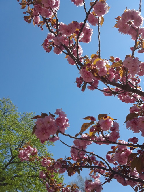 Flowering trees, Queens, New York City