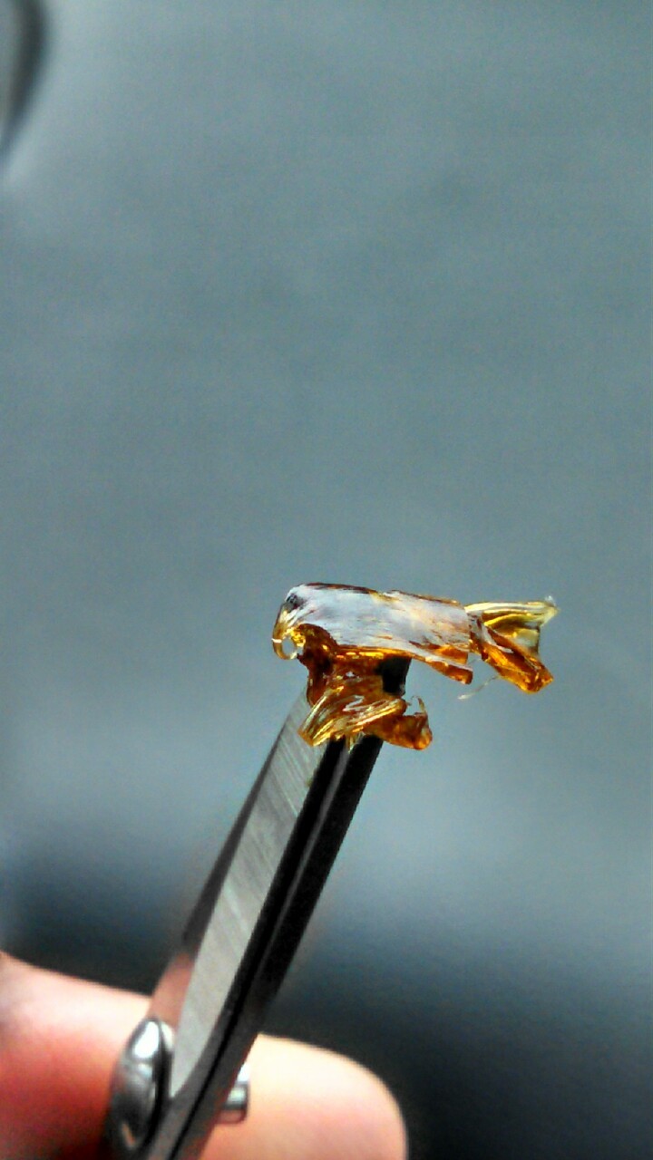 thebiglabluntski:  Grape Stompa x Bubba OG, 91%, out Colorado. Clarity and taste