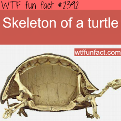 wtf-fun-factss:  Picture of a skelton of