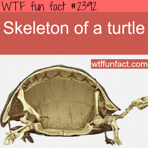 XXX wtf-fun-factss:  Picture of a skelton of photo