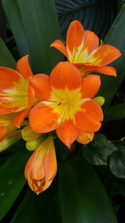 Clivia miniata is in the family Amaryllidaceae. Commonly known as Clivia lily or Natal lily, it is n