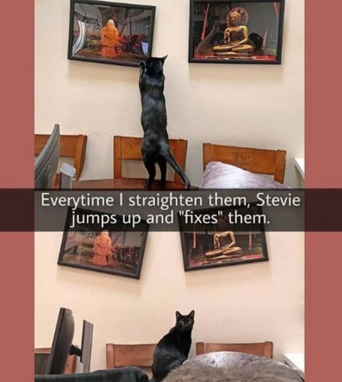 animalsnaps:Cat snaps