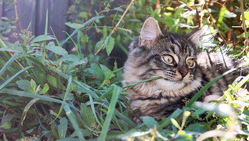 trohmans:bud eating some grass 