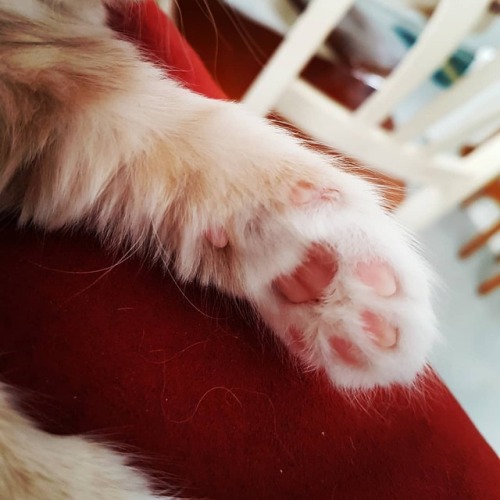 Beans #toebeans #catsofinstagram #littlekittyboy