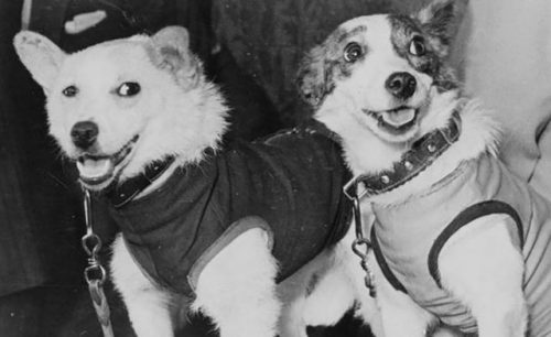 enrique262:Soviet space dogs Belka and Strelka, the first earth-born creatures to go into orbit and 
