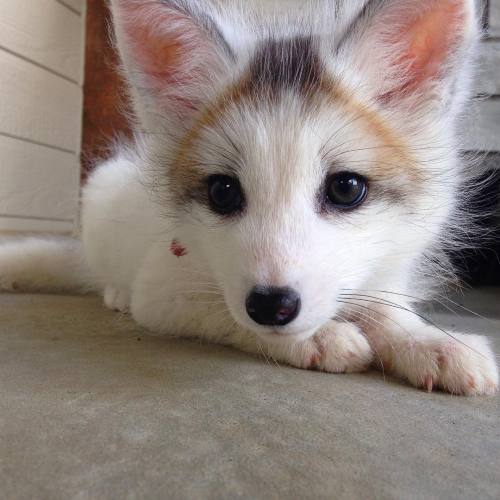 everythingfox:Baby foxes are pretty cuteKhala the Fox