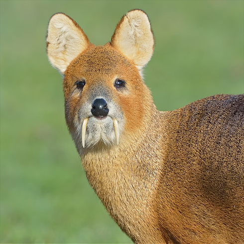 vicroc4:  pantsless-serket:  pantsless-serket:    i just found out about the existence of the Chinese water deer and?????   ohmygod???? look at it. whathfcuk what the hell is this thing. why does it look like a doge deer. a derge. what.  update: they