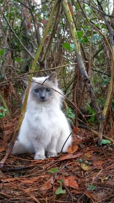 Awwww-Cute:  This Is Gracie, She’s A Feral Cat That Lives In The Woods (Source: