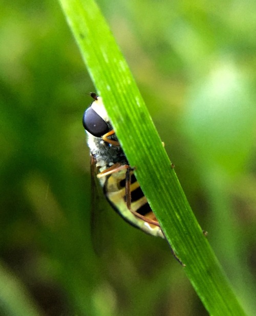 An adorable flower fly trying ever so hard to escape my lens.-Spores&amp;More 