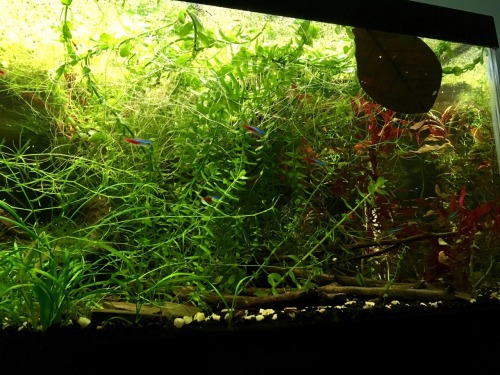 This tank is still so overgrown and dim.