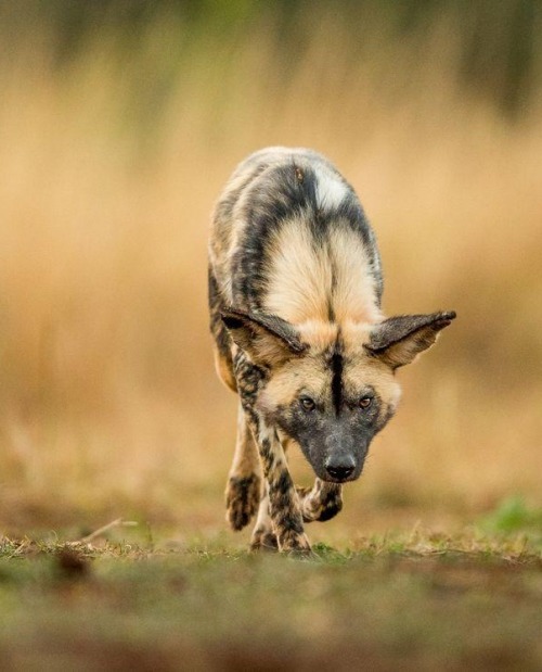 smollestgem:beautiful-wildlife:Stalker by Jaco MarxA Painted dog on a stroll, Zimanga, South Africam