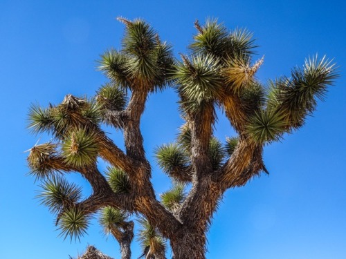padrickphotos:Fun desert plants. Joshua Tree National Park, CA. 2017.