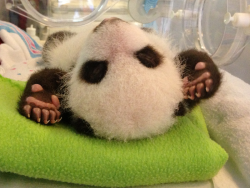 giantpandaphotos:  Mei Huan / Mei Lun at