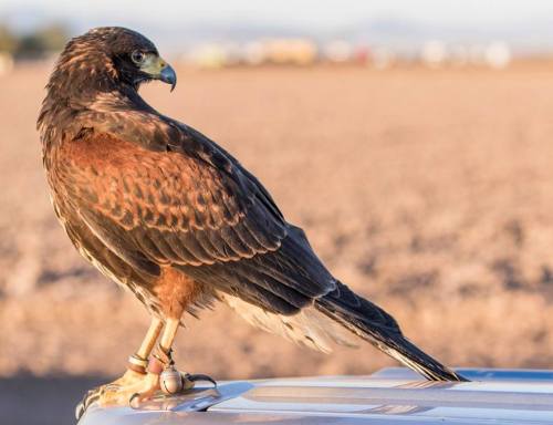 crazycritterlife:Juvenile harris hawk, Riley, learning to hunt in the Arizona desert