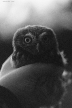 hi, i’m an owl. why are you staring